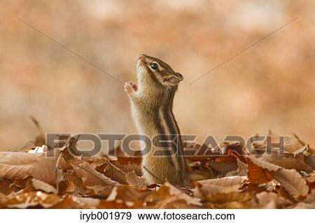 Chipmunk and fallen leaves View Large Photo Image Stock Photo - Chipmunk and fallen leaves. Fotosearch