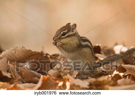 Chipmunk and fallen leaves View Large Photo Image Stock Photograph - Chipmunk and fallen leaves. Fotosearch