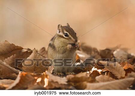 Stock Photography - Chipmunk and fallen leaves. Fotosearch