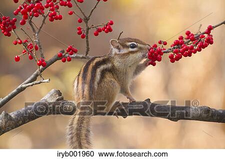 Chipmunk eating red berries View Large Photo Image Stock Image - Chipmunk eating red berries. Fotosearch