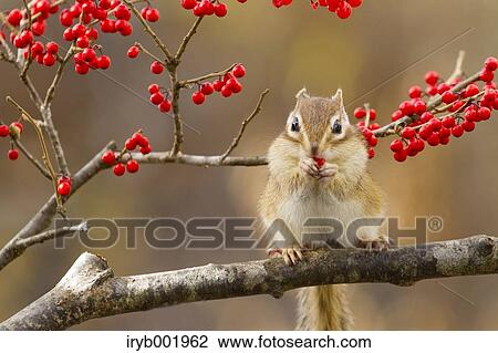Stock Image - Chipmunk eating red berries. Fotosearch
