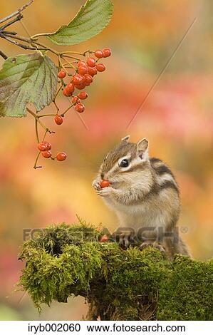 Chipmunk eating red berries View Large Photo Image Stock Image - Chipmunk eating red berries. Fotosearch