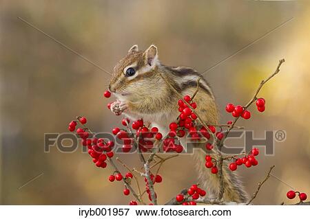 Stock Photo - Chipmunk eating red berries. Fotosearch