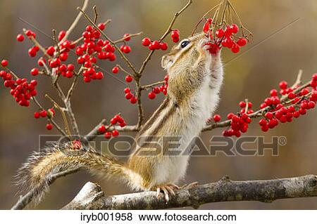 Stock Photo - Chipmunk eating red berries. Fotosearch
