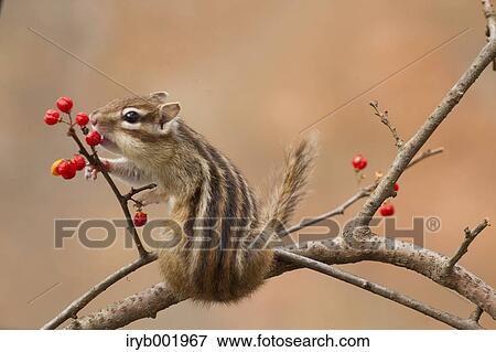 Chipmunk eating red berries View Large Photo Image Stock Photo - Chipmunk eating red berries. Fotosearch