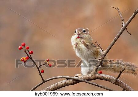 Chipmunk eating red berries View Large Photo Image Stock Photo - Chipmunk eating red berries. Fotosearch