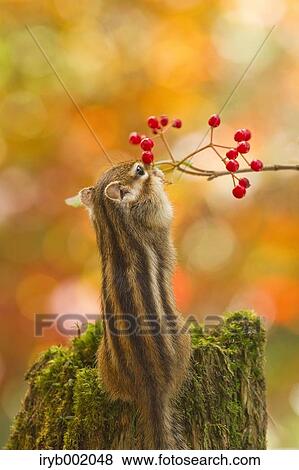Chipmunk eating red berries View Large Photo Image Stock Photo - Chipmunk eating red berries. Fotosearch