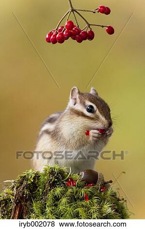 Stock Photo - Chipmunk eating red berries. Fotosearch
