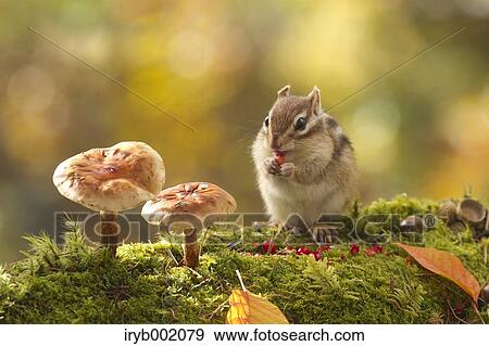 Stock Photo - Chipmunk eating red berries. Fotosearch
