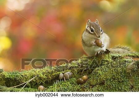 Chipmunk View Large Photo Image Picture - Chipmunk. Fotosearch