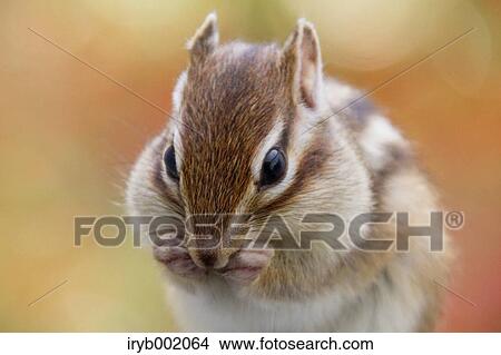 Chipmunk View Large Photo Image Picture - Chipmunk. Fotosearch