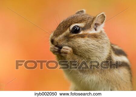 Chipmunk View Large Photo Image Stock Image - Chipmunk. Fotosearch