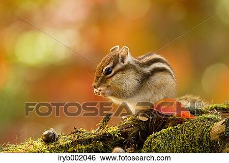 Chipmunk View Large Photo Image Stock Photograph - Chipmunk. Fotosearch