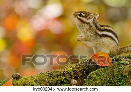 Stock Photography - Chipmunk. Fotosearch