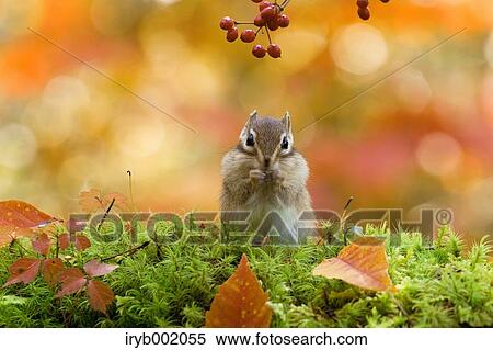 Chipmunk View Large Photo Image Stock Photography - Chipmunk. Fotosearch