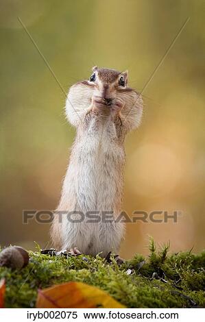 Chipmunk View Large Photo Image Stock Photography - Chipmunk. Fotosearch