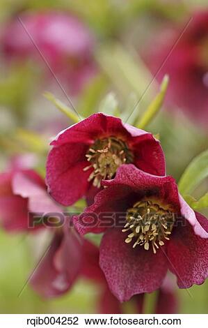 Stock Image - Christmas rose. Fotosearch