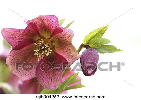 Stock Image - Christmas rose. Fotosearch