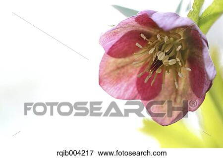 Stock Photo - Christmas rose. Fotosearch