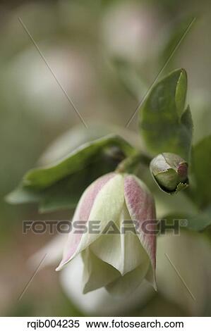 Christmas rose View Large Photo Image Stock Photography - Christmas rose. Fotosearch