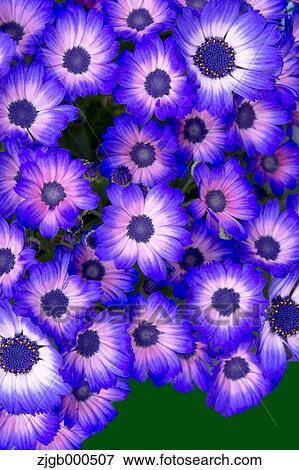 Cineraria flowers View Large Photo Image Stock Photo - Cineraria flowers. Fotosearch