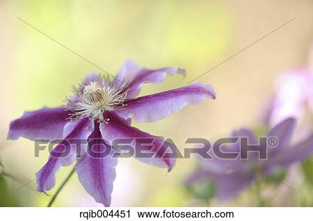 Stock Image - Clematis. Fotosearch