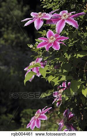 Clematis View Large Photo Image Stock Image - Clematis. Fotosearch