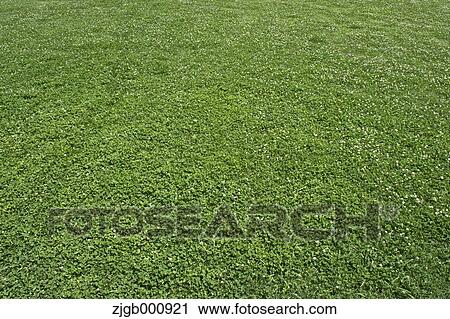 Clover field View Large Photo Image Stock Image - Clover field. Fotosearch