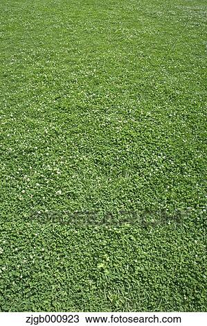 Clover field View Large Photo Image Stock Image - Clover field. Fotosearch