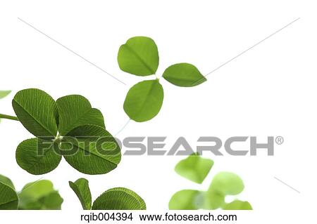 Clover View Large Photo Image Picture - Clover. Fotosearch