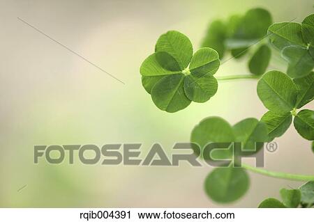 Stock Image - Clover. Fotosearch