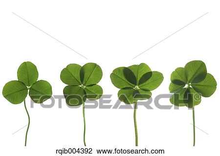 Stock Image - Clover. Fotosearch