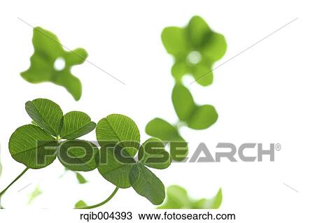 Stock Image - Clover. Fotosearch