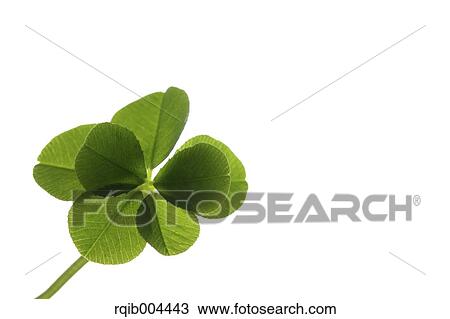 Clover View Large Photo Image Stock Image - Clover. Fotosearch