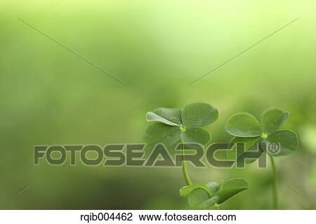 Clover View Large Photo Image Stock Image - Clover. Fotosearch