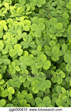 Stock Photo - Clover. Fotosearch