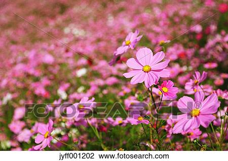 Cosmos flowers View Large Photo Image Stock Image - Cosmos flowers. Fotosearch