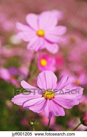 Stock Photography - Cosmos flowers. Fotosearch