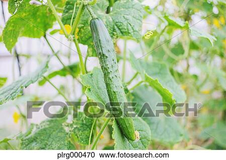 Stock Image - Cucumber. Fotosearch