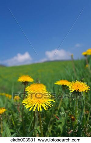 Dandelion flowers View Large Photo Image Stock Image - Dandelion flowers. Fotosearch