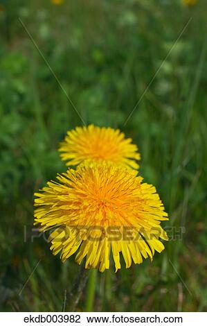 Dandelion flowers View Large Photo Image Stock Image - Dandelion flowers. Fotosearch
