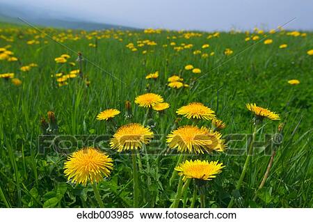 Stock Photography - Dandelion flowers. Fotosearch