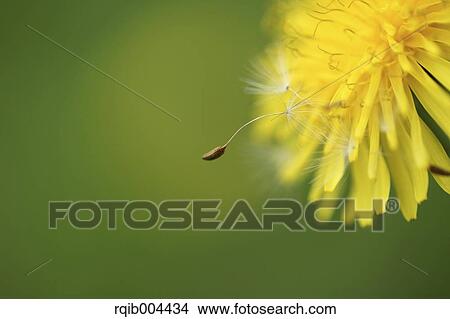 Dandelion fluff View Large Photo Image Picture - Dandelion fluff. Fotosearch