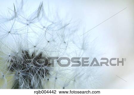 Dandelion fluff View Large Photo Image Stock Image - Dandelion fluff. Fotosearch