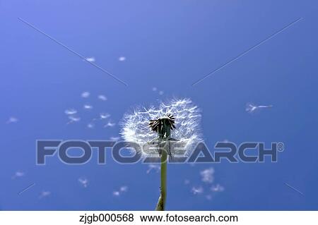 Stock Photo - Dandelion fluff. Fotosearch