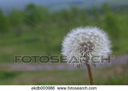 Dandelion fluff View Large Photo Image Stock Photograph - Dandelion fluff. Fotosearch