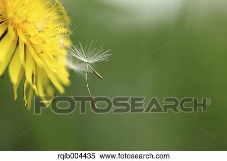 Stock Photography - Dandelion fluff. Fotosearch