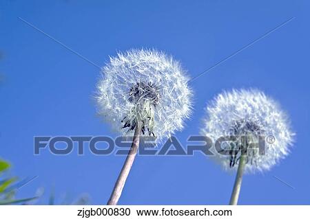 Dandelion fluffs View Large Photo Image Stock Image - Dandelion fluffs. Fotosearch