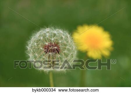 Dandelion View Large Photo Image Picture - Dandelion. Fotosearch