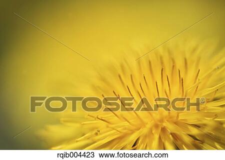 Dandelion View Large Photo Image Stock Image - Dandelion. Fotosearch